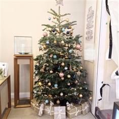 Nordman Fir Christmas Tree