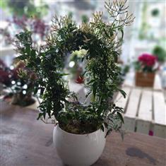 Plant- Scented Jasmin Plant