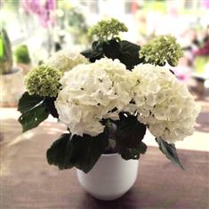 Hydrangea