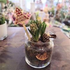 Festive Hyacinth in Glass Vase
