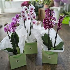 Orchid Plant in Gift Bag 