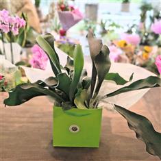 Staghorn Fern