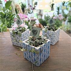 Ceropegia plant in pot