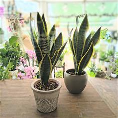 Sansevieria plant in pot