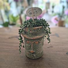 Senecio plant in pot (string of pearls)