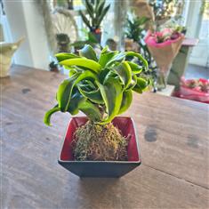 Kokedama plant in pot ( Dracaena )