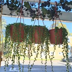 Senecio hanging plant