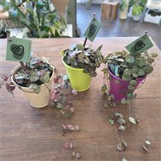 Ceropegia plant in tin pot  ( assorted colour )