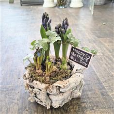 Spring bulb planter