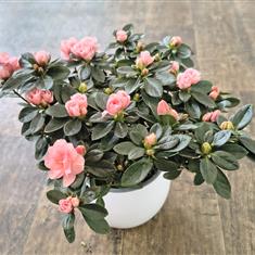 Pretty Pink Azalea plant in pot