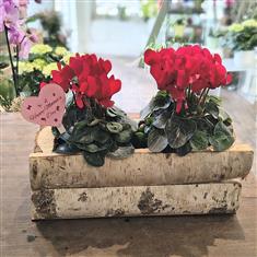 Cyclamen in log container 
