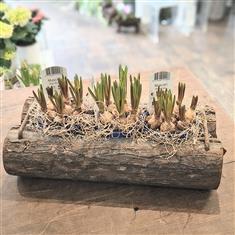 Blue Muscari in log planter
